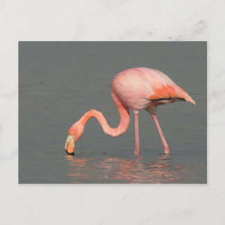 Flamingohälsningkort Vykort