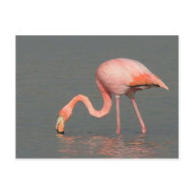 Flamingohälsningkort