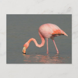 Flamingohälsningkort Vykort