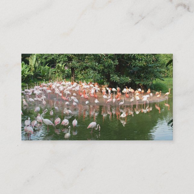 flamingohjord natur visitkort (Framsida)