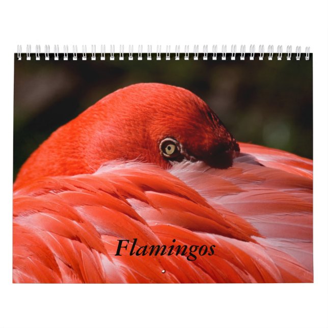 Flamingokalender Kalender (Omslag)