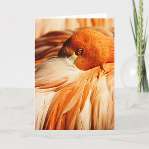 Flamingokort Kort
