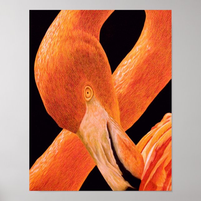 Flamingoporträtt Poster (Framsidan)