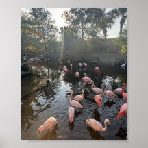 Flamingor vid soluppgången Affisch