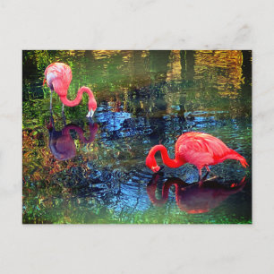 Flamingor vykort
