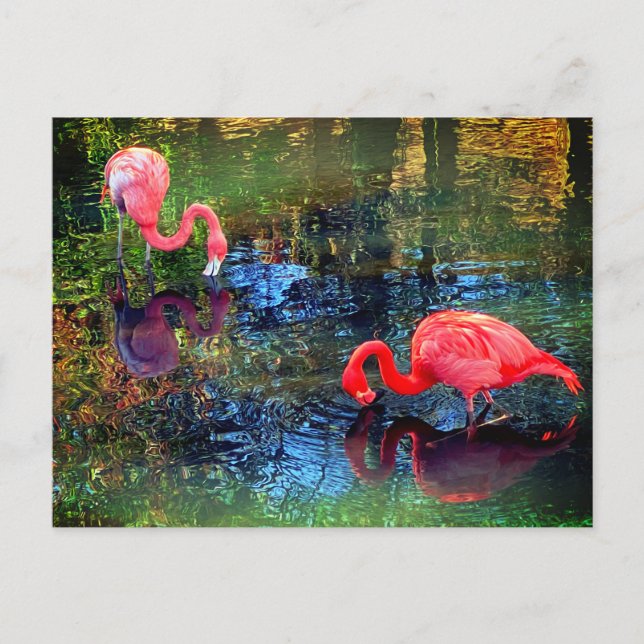 Flamingor  vykort (Framsida)
