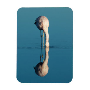 Flamingoreflexion, Laguna Chaxa, Atacama Magnet
