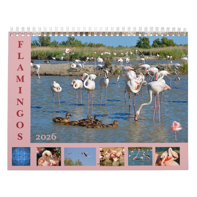 Flamingos 12-månaderskalender kalender (Omslag)