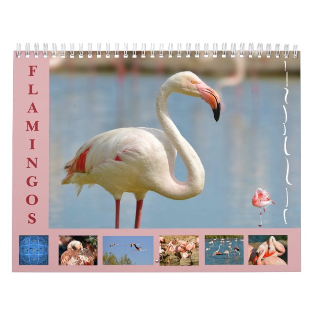 Flamingos 12-månaderskalender kalender (Omslag)