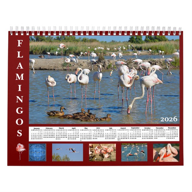 Flamingos 12 month calendar kalender (Omslag)