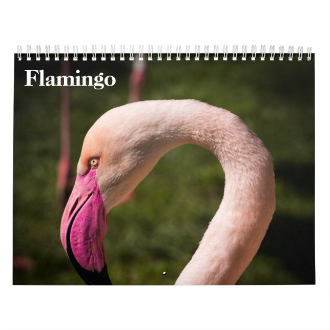 Flamingos 2025 kalender (Omslag)