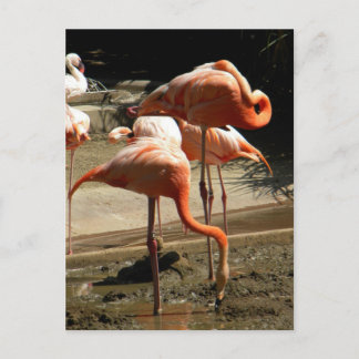 Flamingos 2 vykort