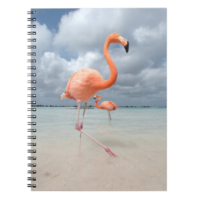 Flamingos Beach Aruba Anteckningsbok (Framsidan)