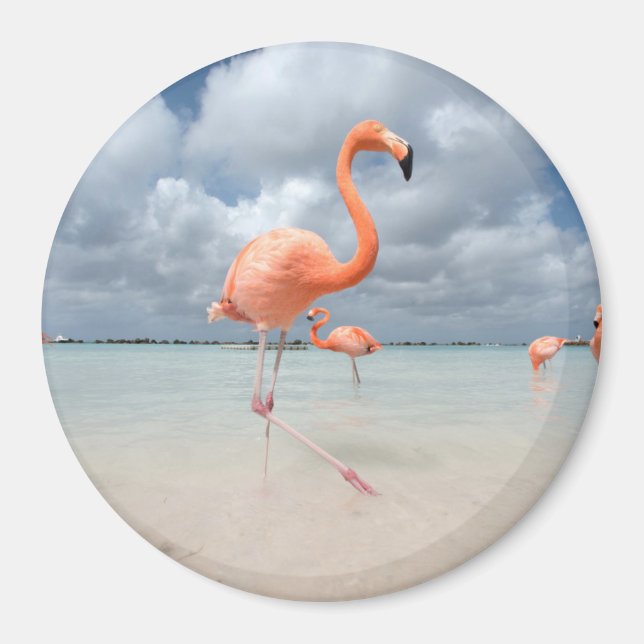 Flamingos Beach Aruba Magnet (Framsidan)