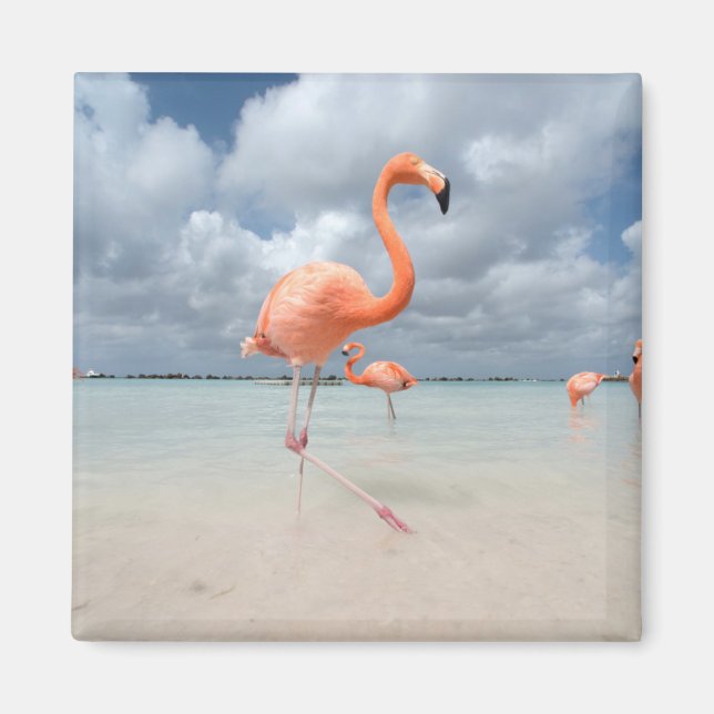 Flamingos Beach Aruba Magnet (Framsidan)
