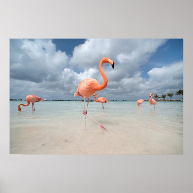 Flamingos Beach Aruba Poster (Framsidan)