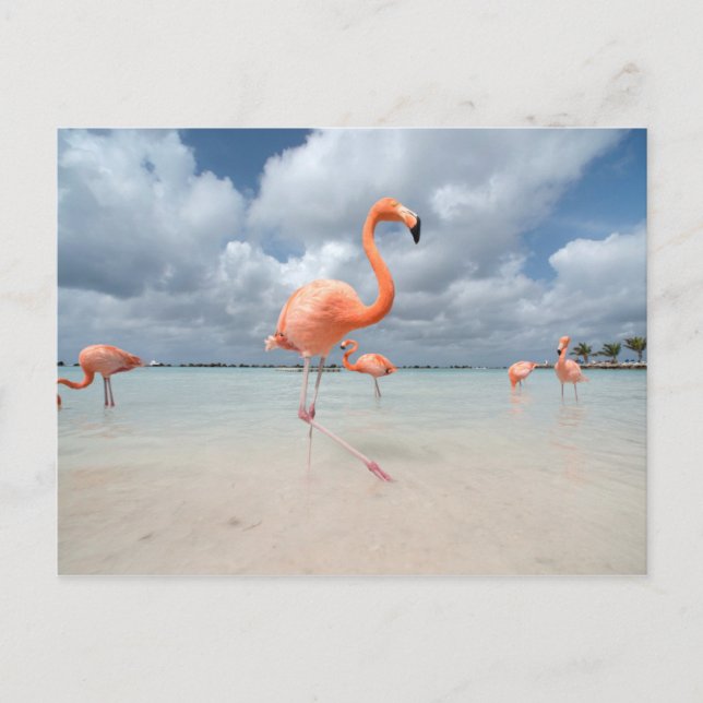 Flamingos Beach Aruba Vykort (Framsida)