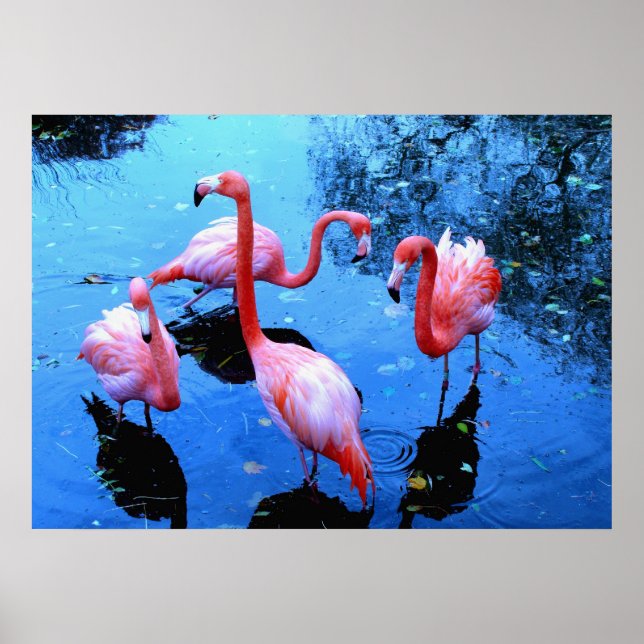 Flamingos Dancing Poster (Framsidan)