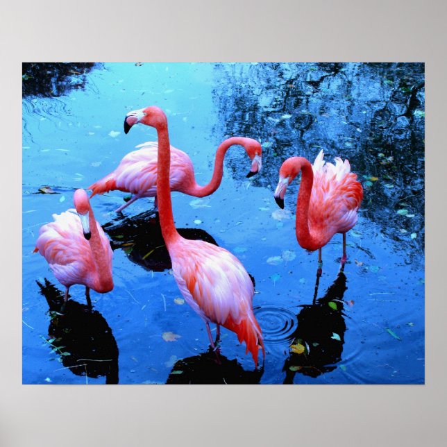 Flamingos dansar poster (Framsidan)