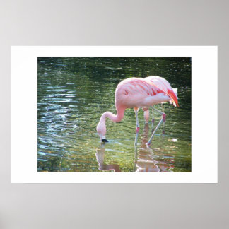 Flamingos dryck poster