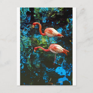 Flamingos FL Vykort