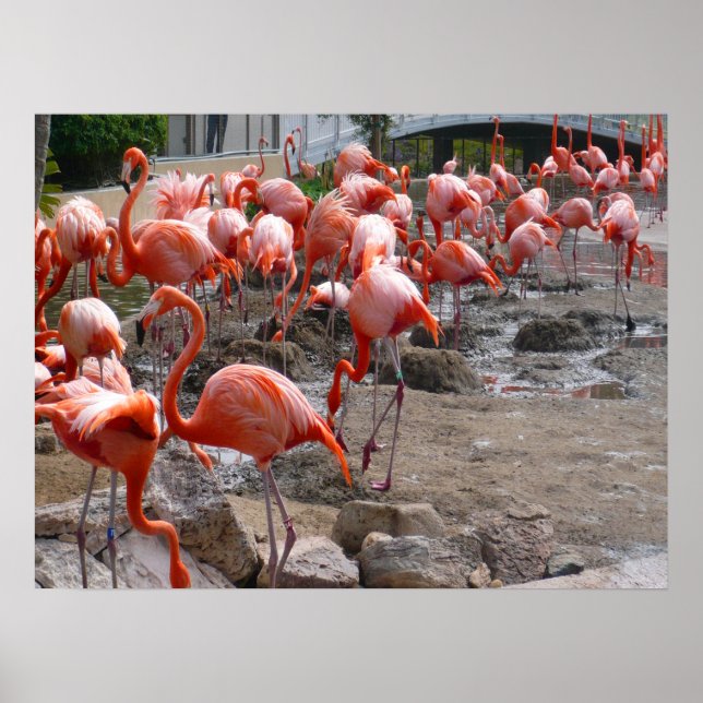 Flamingos Flamingoes Rosa Wading Birds Poster (Framsidan)