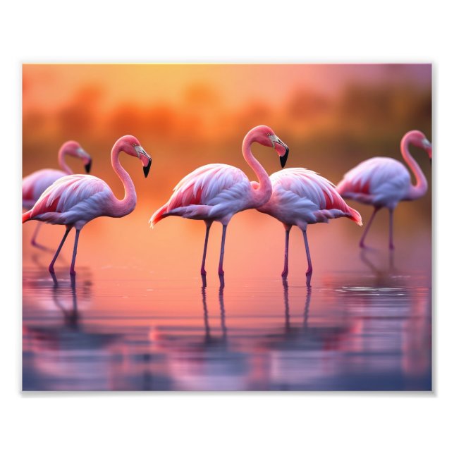 Flamingos Fotoavtryck Fototryck (Framsidan)