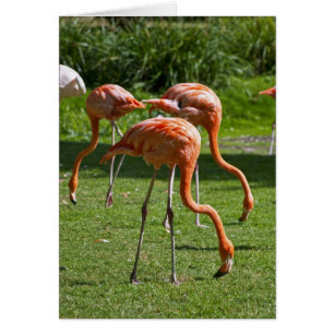Flamingos Hälsningskort