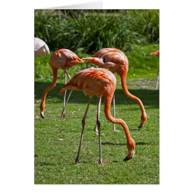 Flamingos Hälsningskort (Framsidan)
