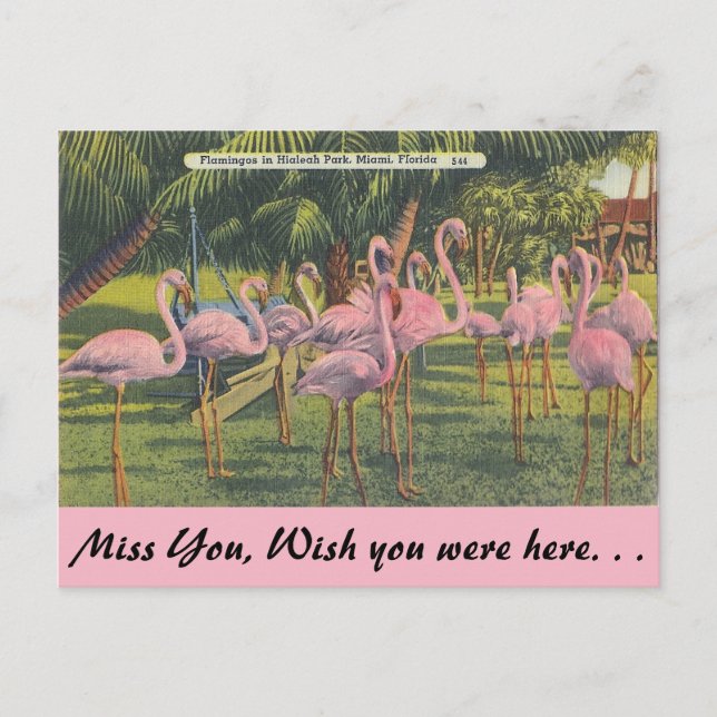 Flamingos i Miami, Florida Vykort (Framsida)