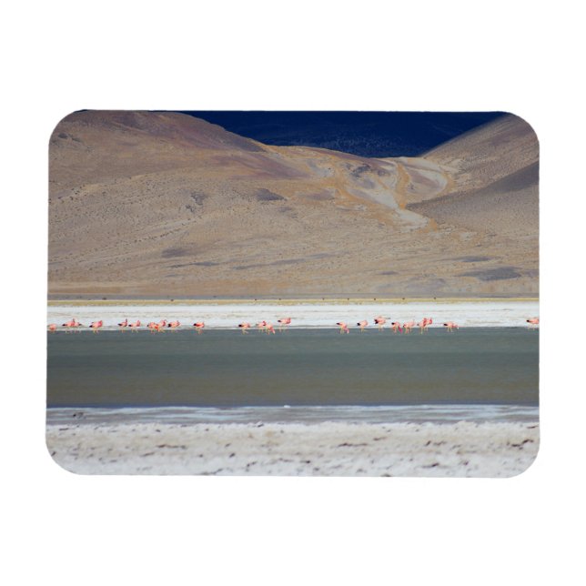 Flamingos i Salar del Huasco, Chile Magnet (Horisontell)