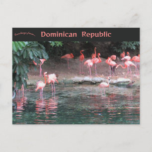 Flamingos i Santo Domingo Dominikanska republiken  Vykort