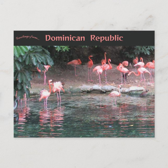 Flamingos i Santo Domingo Dominikanska republiken  Vykort (Framsida)