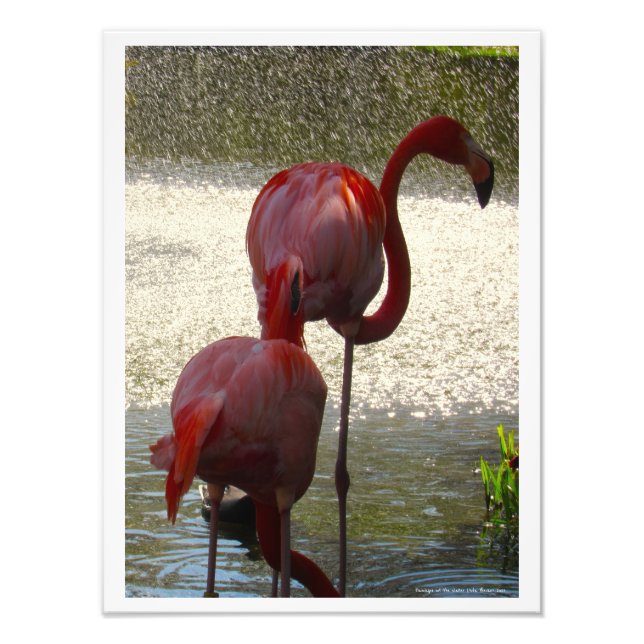 Flamingos i Vatten av Linda Becker Fototryck (Framsidan)
