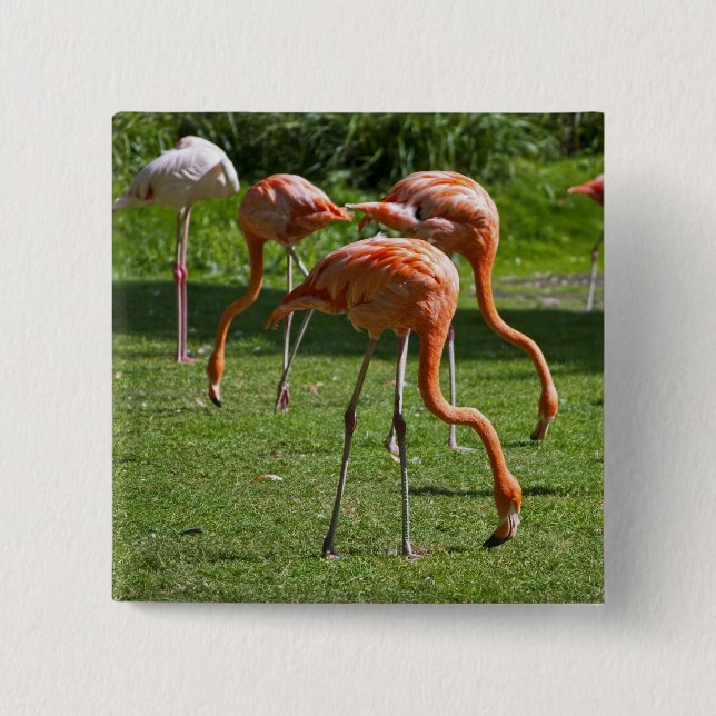 Flamingos Knapp (Framsida)