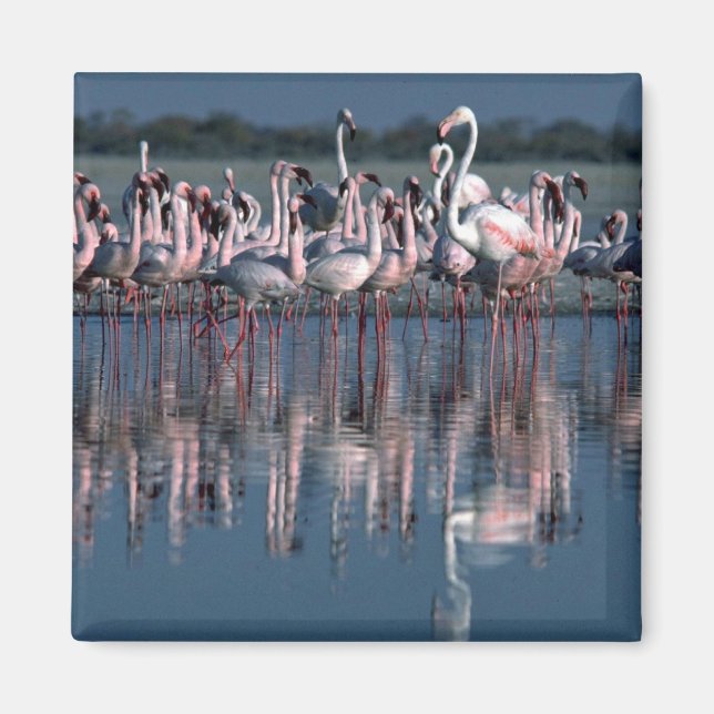Flamingos Magnet (Framsidan)