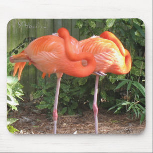 Flamingos Musmatta