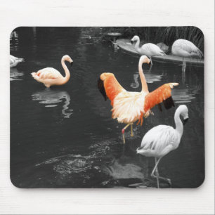 Flamingos Musmatta