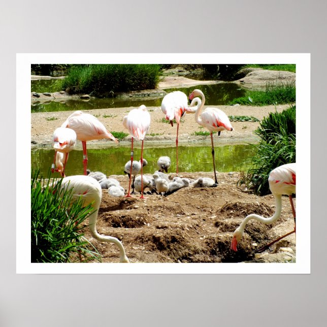Flamingos och kycklingar poster (Framsidan)