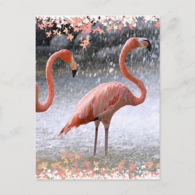 Flamingos och vattenfall vykort (Framsida)
