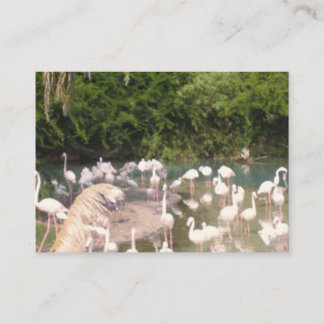 Flamingos på ledig tid tilläggskort