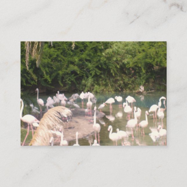 Flamingos på ledig tid tilläggskort (Framsida)