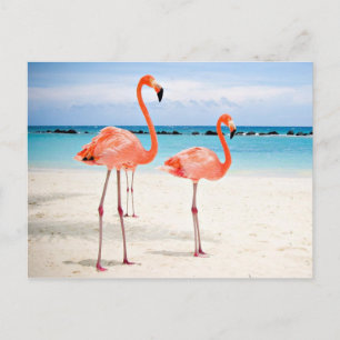 Flamingos på stranden vykort