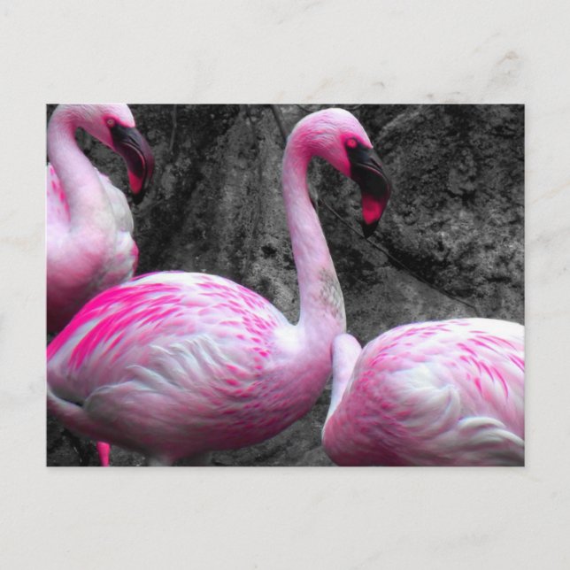 ~Flamingos~ POSTCARD Vykort (Framsida)