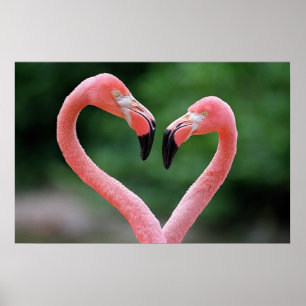 Flamingos Poster