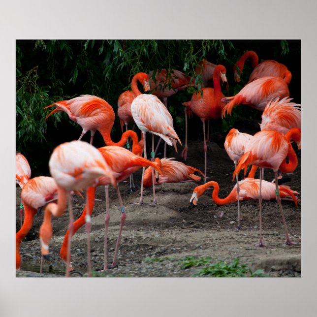 Flamingos Poster (Framsidan)