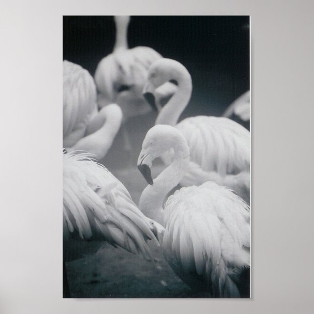 Flamingos Poster (Framsidan)