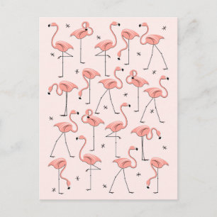 Flamingos Rosa vykort