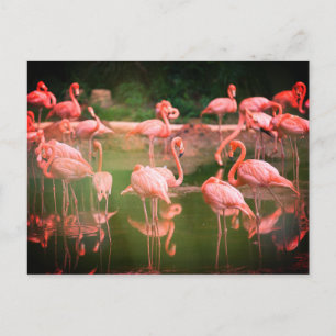Flamingos Rosa Vykort
