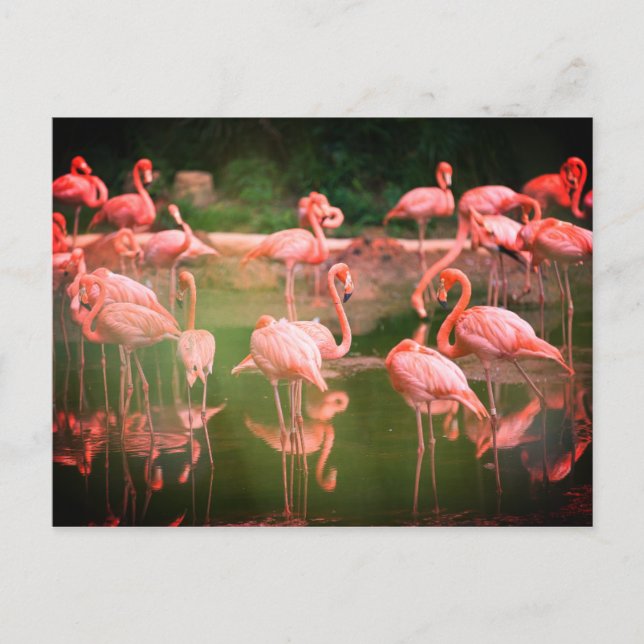 Flamingos Rosa Vykort (Framsida)
